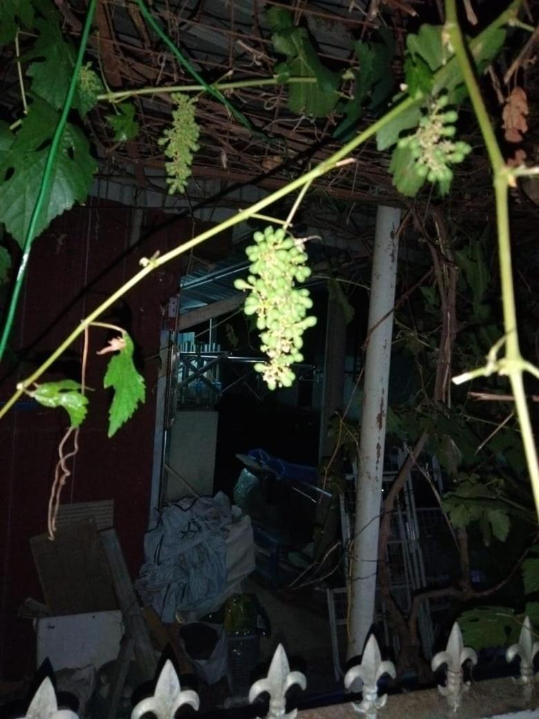 Singgahan Keluarga Jitu Jitra Exteriör bild